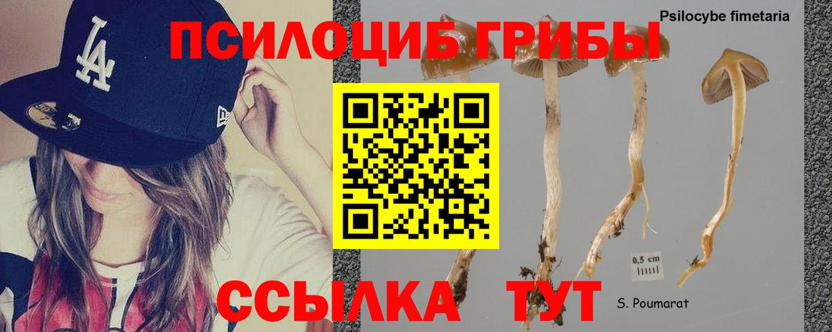 Подольск  Галлюциногенные грибы Magic Shrooms  даркнет сайт  Псилоцибиновые грибы Psilocybe  Вход с VPN 